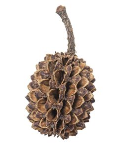 Alternative view of Arka MyScape Casuarina Cones