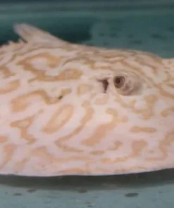 ✨ ALBINO PEARL STINGRAY – MALE (9–10″) ✨