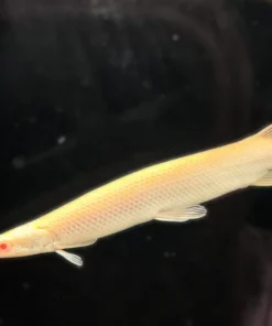 Albino Florida Gar – Approx 10"