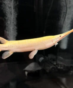 Albino Marble Gar – Approx 11"