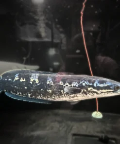 Apistogramma Snakehead – Approx 15"