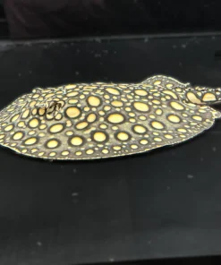 BD x SW (tail missing) Stingray – Approx 12"