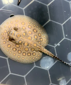 Black Diamond Stingray Pup