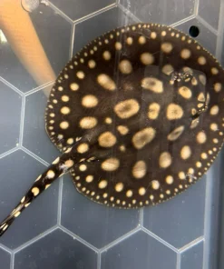 Black Diamond Stingray Pup – Approx 4"