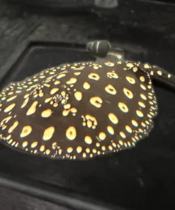 Black Diamond Stingray – Proven Breeder – Approx 14"