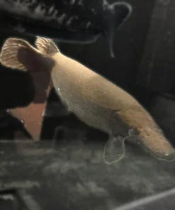 Cuban Gar – Approx 18"