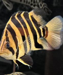 Datnoid – Approx 6"
