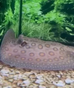 Female Motoro Stingray – Approx 6” Disc Size