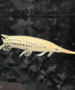 Florida Gar – Approx 11"
