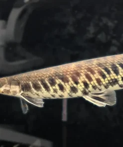 Florida Gar – Approx 13"