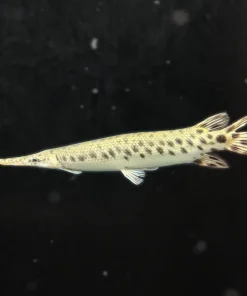 Florida Gar – Approx 15"