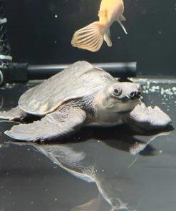 Fly River Turtle – Approx 10"
