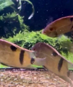Panda Uaru Cichlid – Uaru fernandezyepezi