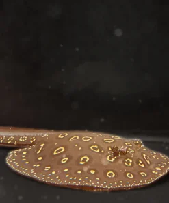 Pearl x Black Diamond Stingray – Approx 10"