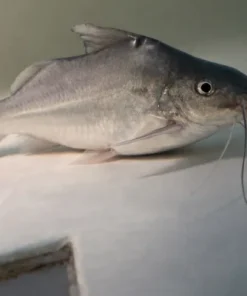 Pimelodus blochii (Bloch’s Catfish)