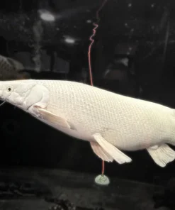 Platinum Alligator Gar – Approx 29"