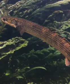 Polypterus mokelembembe (Mokelembembe Bichir)