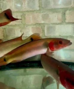 Red Atabapo Pike Cichlid – 13"