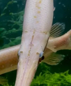 2x Red Florida Gar – 9-10” - Stunning Tropical Fish