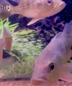 Short Body Kelberi Peacock Bass