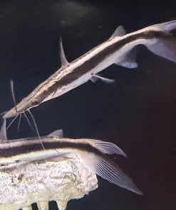 Shovelnose Catfish – Approx 3"