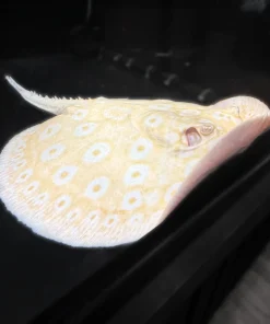 Snow White Pearl Stingray – Approx 16"