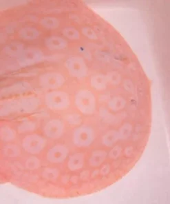 Snow White Pearl Stingray – Stunning Female Specimen