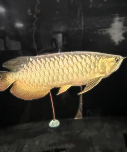 Super High Back Arowana – Approx 24"
