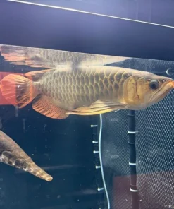Super Red Asian Arowana – Approx 17"